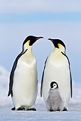 BRD 05 KH0066 01
Two Emperor Penguins And Chick Standing On Ice Antarctica