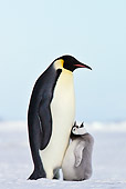 BRD 05 KH0068 01
Emperor Penguin With Chick Begging For Food On Ice Antarctica