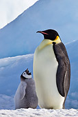 BRD 05 KH0069 01
Emperor Penguin With Chick Begging For Food On Ice Antarctica