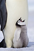 BRD 05 KH0070 01
Close-Up Of Emperor Penguin With Chick Begging For Food On Ice Antarctica