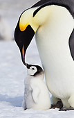 BRD 05 KH0071 01
Close-Up Of Emperor Penguin Nuzzling Chick On Ice Antarctica