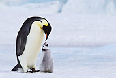 BRD 05 KH0072 01
Close-Up Of Emperor Penguin With Chick Begging For Food On Ice Antarctica