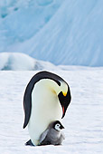 BRD 05 KH0073 01
Emperor Penguin Carrying Chick On Feet Antarctica
