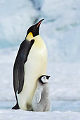 BRD 05 KH0074 01
Emperor Penguin Carrying Chick On Feet Antarctica