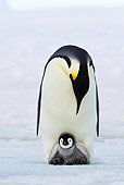 BRD 05 KH0075 01
Emperor Penguin Carrying Chick On Feet Antarctica