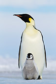BRD 05 KH0076 01
Emperor Penguin Carrying Chick On Feet Antarctica