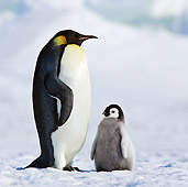 BRD 05 KH0079 01
Emperor Penguin Standing On Ice With Chick Antarctica