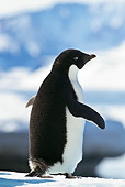 BRD 05 KH0080 01
Back View Of Adelie Penguin Standing On Ice Weddell Sea Antarctica