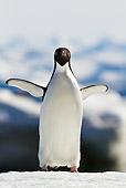 BRD 05 KH0081 01
Adelie Penguin Standing On Ice And Spreading Wings Weddell Sea Antarctica