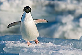 BRD 05 KH0082 01
Adelie Penguin Waddling On Ice Weddell Sea Antarctica