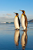 BRD 05 KH0083 01
Two King Penguins Standing On Beach Falkland Islands