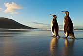 BRD 05 KH0084 01
Two King Penguins Waddling On Beach Falkland Islands