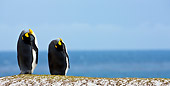 BRD 05 KH0086 01
Two King Penguins Preening On Beach Falkland Islands