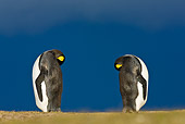 BRD 05 KH0087 01
Two King Penguins Preening On Beach Falkland Islands