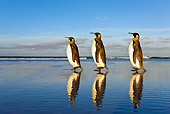 BRD 05 KH0088 01
Three King Penguins Waddling On Beach Falkland Islands