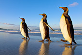 BRD 05 KH0089 01
Three King Penguins Waddling On Beach Falkland Islands