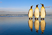 BRD 05 KH0092 01
Three King Penguins Standing On Beach Falkland Islands