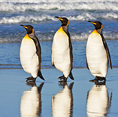 BRD 05 KH0093 01
Three King Penguins Waddling On Beach Falkland Islands