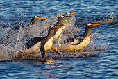 BRD 05 KH0094 01
Three King Penguins Standing On Beach Falkland Islands