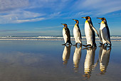 BRD 05 KH0096 01
Group Of King Penguins Waddling On Beach Falkland Islands