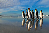 BRD 05 KH0097 01
Group Of King Penguins Waddling On Beach Falkland Islands
