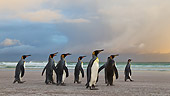 BRD 05 KH0099 01
Group Of King Penguins Waddling On Beach Falkland Islands