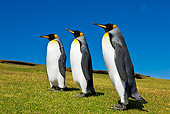 BRD 05 KH0100 01
Group Of King Penguins Waddling On Beach Falkland Islands