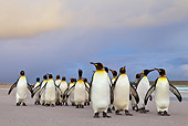 BRD 05 KH0101 01
Group Of King Penguins Waddling On Beach Falkland Islands