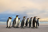 BRD 05 KH0102 01
Group Of King Penguins Waddling On Beach Falkland Islands
