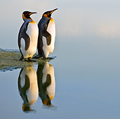 BRD 05 KH0104 01
Two King Penguins Standing At Edge Of Water Falkland Islands