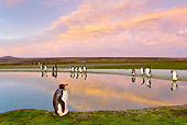 BRD 05 KH0106 01
King Penguins At Edge Of Pond Before Sunrise Falkland Islands
