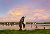 BRD 05 KH0107 01
King Penguins At Edge Of Pond Before Sunrise Falkland Islands