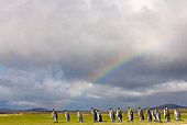 BRD 05 KH0108 01
Group Of King Penguins At Walking Under Rainbow Falkland Islands