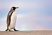 BRD 05 KH0109 01
King Penguin Standing At Edge Of Pond At Sunrise Falkland Islands