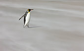 BRD 05 KH0110 01
King Penguin Walking On Beach During Sandstorm Falkland Islands