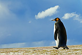 BRD 05 KH0111 01
King Penguin Walking On Sand Dune Under Stormy Sky Falkland Islands