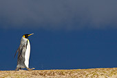 BRD 05 KH0112 01
King Penguin Walking On Sand Dune Under Stormy Sky Falkland Islands