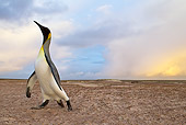 BRD 05 KH0113 01
Young King Penguin Trying To Impress Rival On Beach Falkland Islands