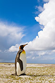 BRD 05 KH0114 01
King Penguin Resting On Sand Dune Falkland Islands