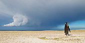 BRD 05 KH0115 01
King Penguin Standing Under Stormy Sky Falkland Islands