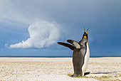 BRD 05 KH0116 01
King Penguin Calling Under Stormy Sky Falkland Islands