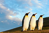BRD 05 KH0117 01
Three King Penguins Facing Sunset Falkland Islands