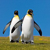 BRD 05 KH0118 01
Two King Penguins Walking Down Grassy Slope Falkland Islands
