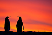 BRD 05 KH0120 01
Silhouette Of Two King Penguins At Sunset Falkland Islands