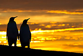 BRD 05 KH0122 01
Silhouette Of Two King Penguins At Sunset Falkland Islands