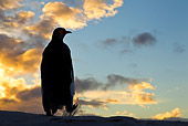 BRD 05 KH0123 01
Silhouette Of King Penguin Walking On Sand Dunes At Sunset Falkland Islands
