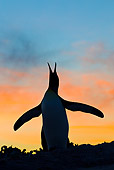 BRD 05 KH0124 01
Silhouette Of King Penguin Calling At Sunset Falkland Islands