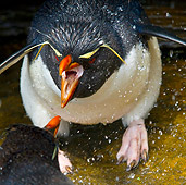 BRD 05 KH0125 01
Rockhopper Penguin Showering And Threatening Another Penguin