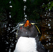 BRD 05 KH0126 01
Head Shot Of Rockhopper Penguin Taking Freshwater Shower