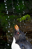 BRD 05 KH0127 01
Head Shot Of Rockhopper Penguin Taking Freshwater Shower